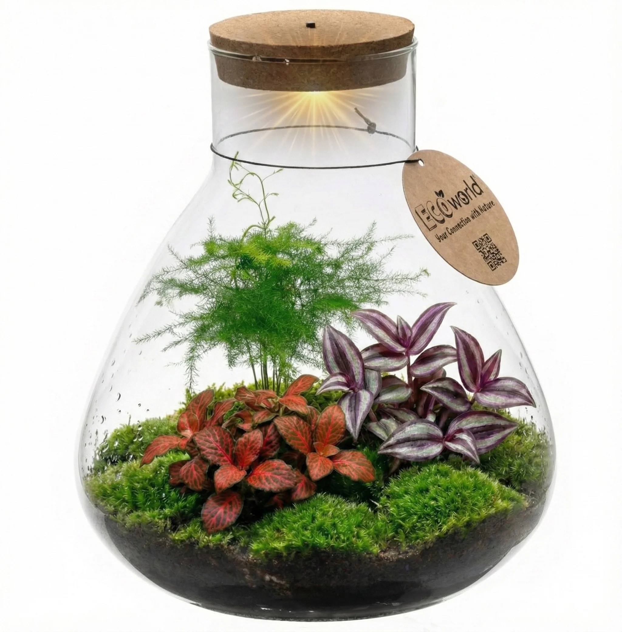 Terrario Para Plantas De 30 Cm De Diámetro - Ecosistema - Cristal - Para Montar Uno Mismo
