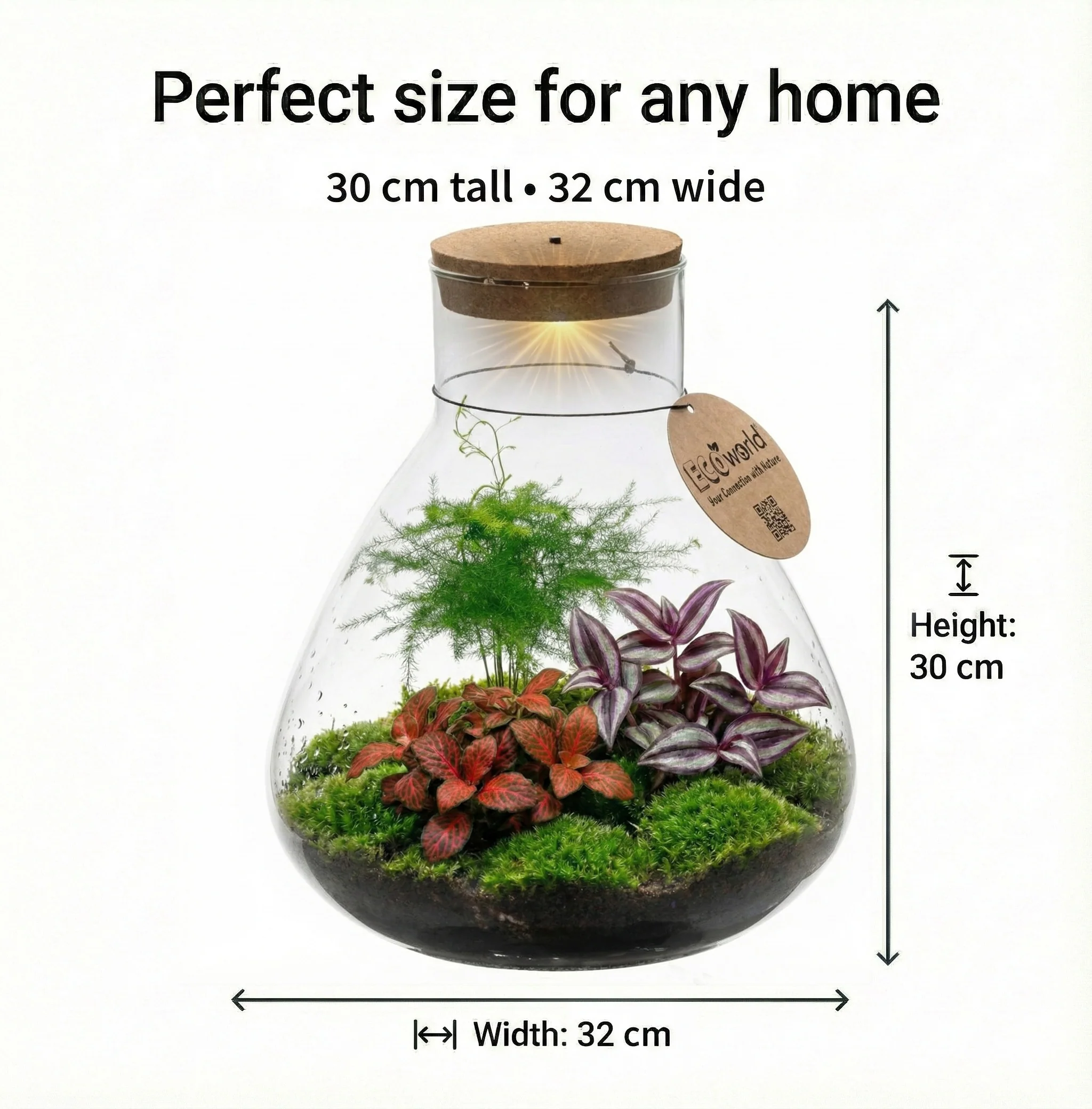 Terrario Para Plantas De 30 Cm De Diámetro - Ecosistema - Cristal - Para Montar Uno Mismo - Image 6
