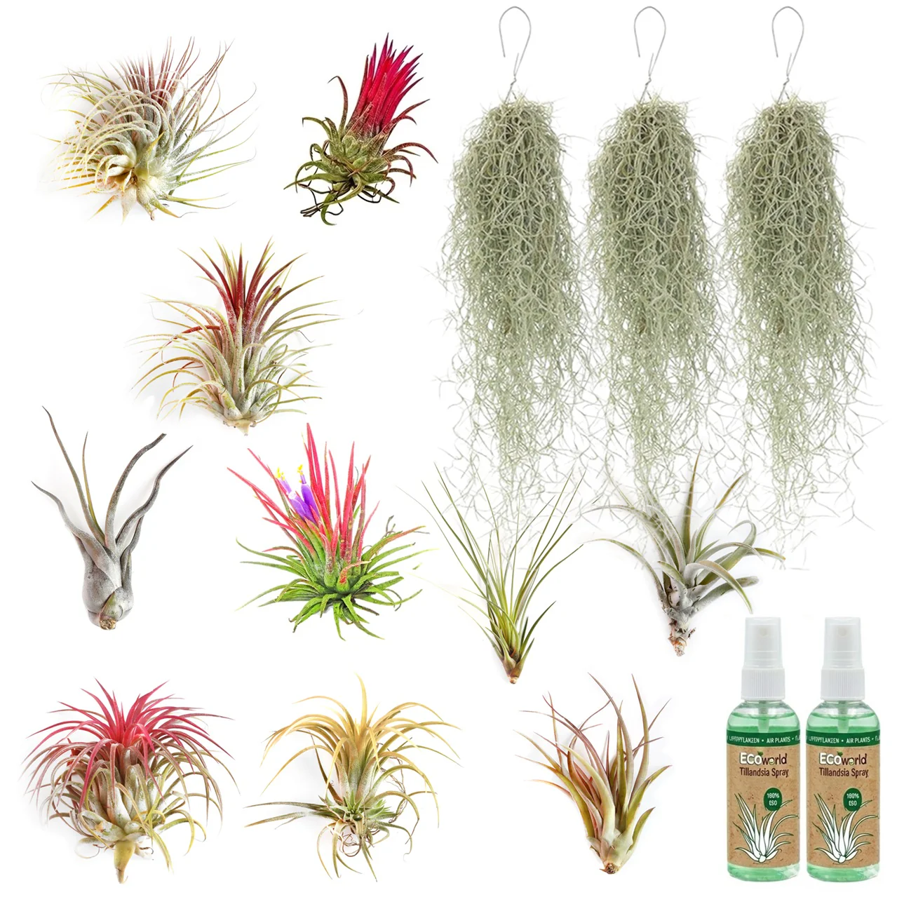 Tillandsia - 13 Unidades, Con Spray Incluido - Plantas Aéreas Sin Tierra