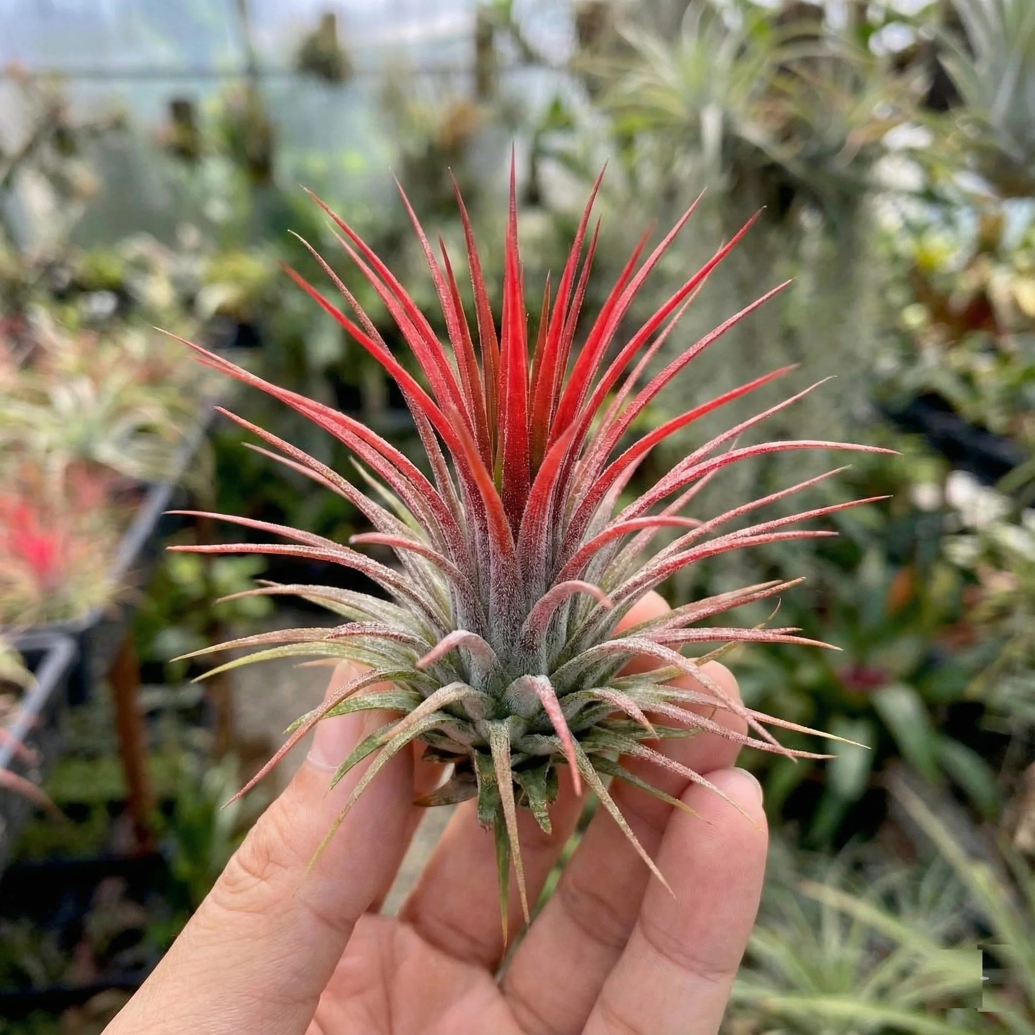 Tillandsia - 13 Unidades, Con Spray Incluido - Plantas Aéreas Sin Tierra - Image 3