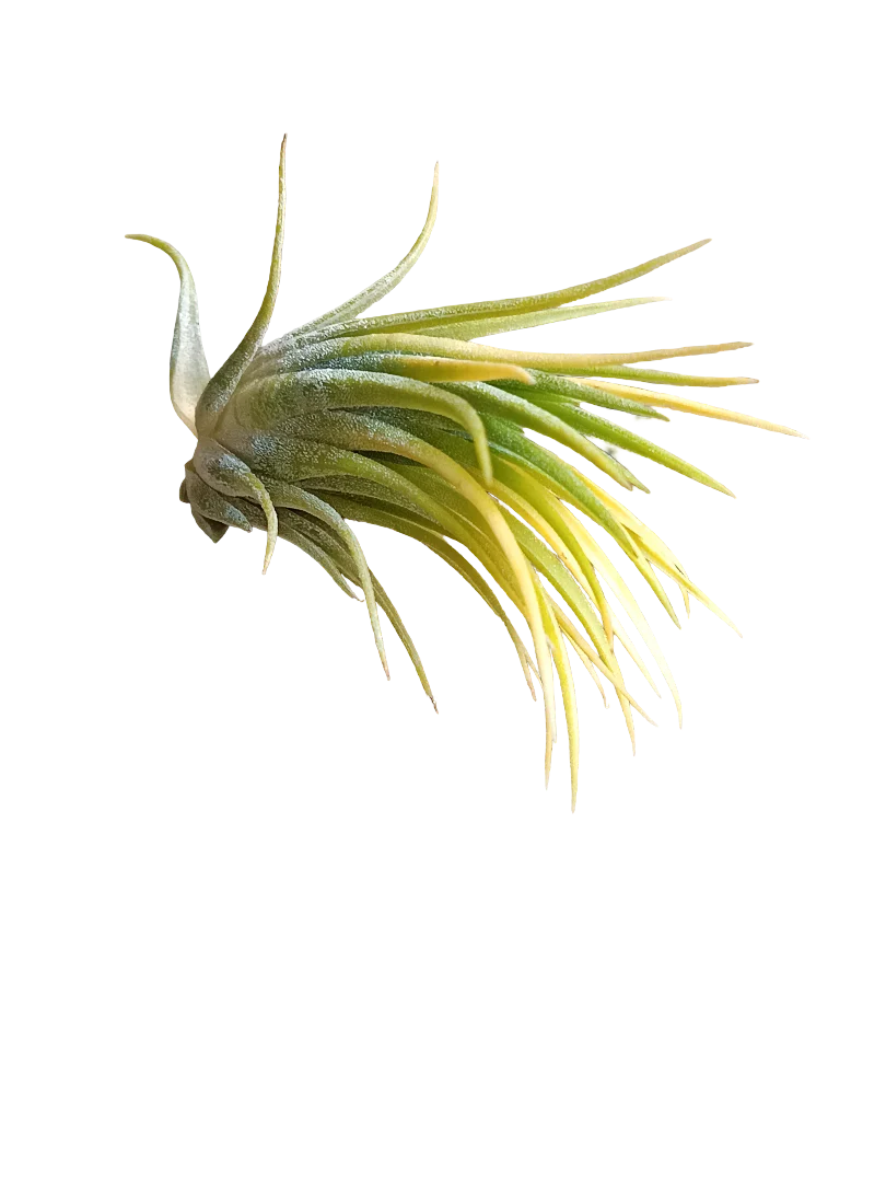 Tillandsia Ionantha Druid Amarilla Clavel Del Aire