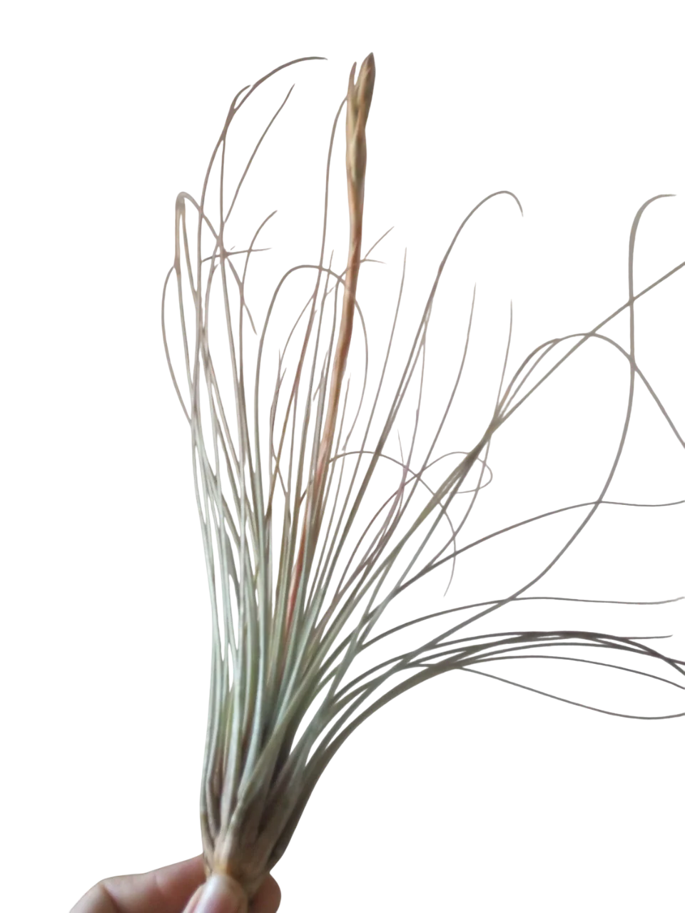 Tillandsia Juncea Clavel Del Aire Tillandsias