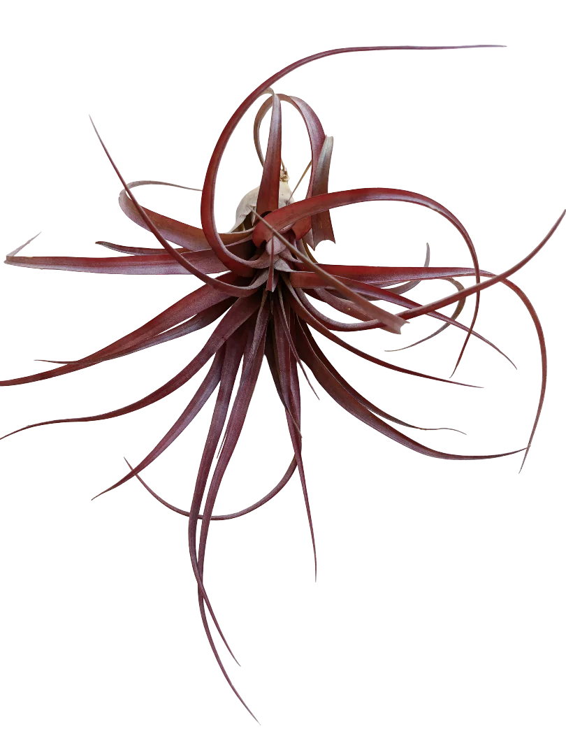 Tillandsia Love Capitata X Streptophylla Planta Natural Clavel Del Aire