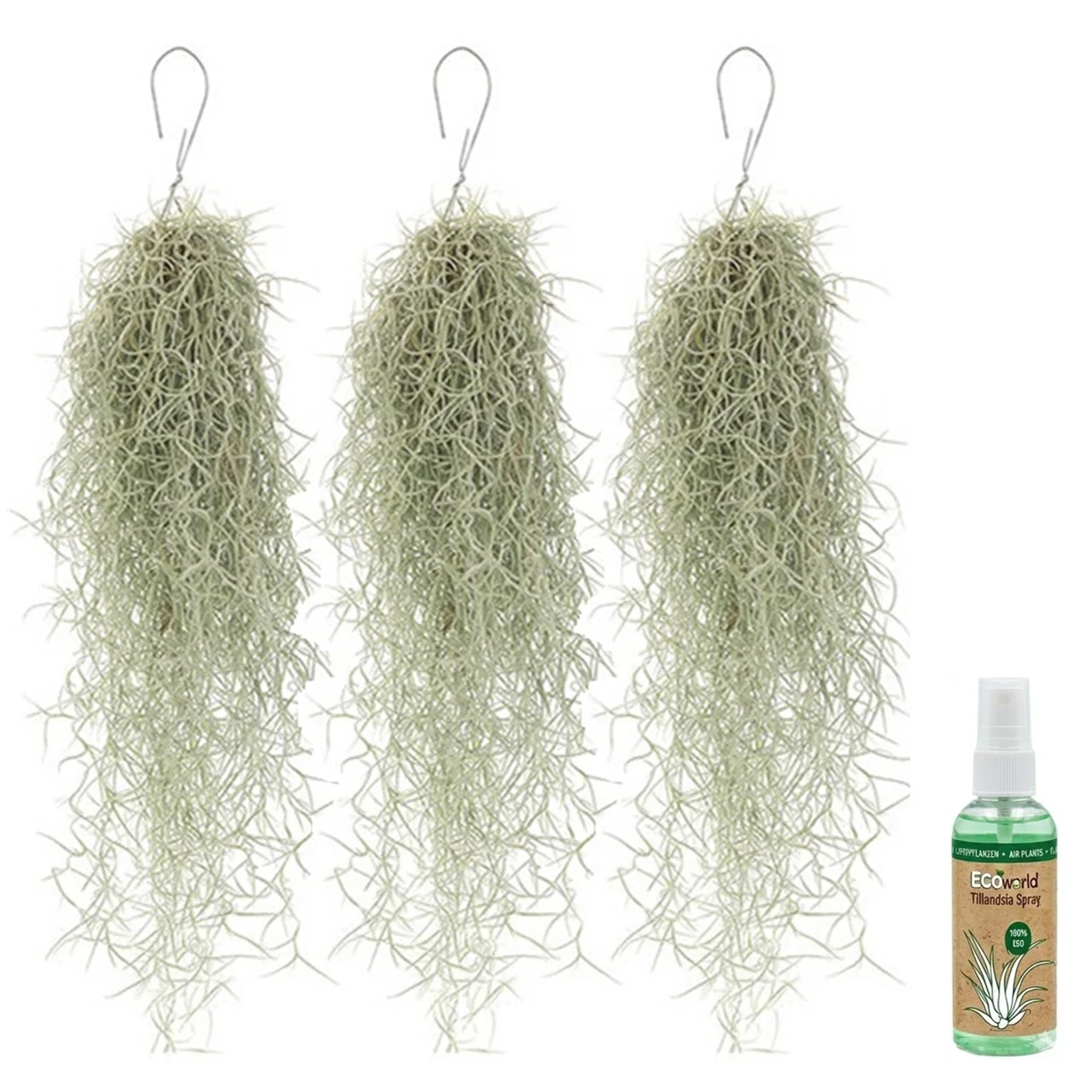Tillandsia (musgo Español), 3 Unidades - Planta Aérea Decorativa