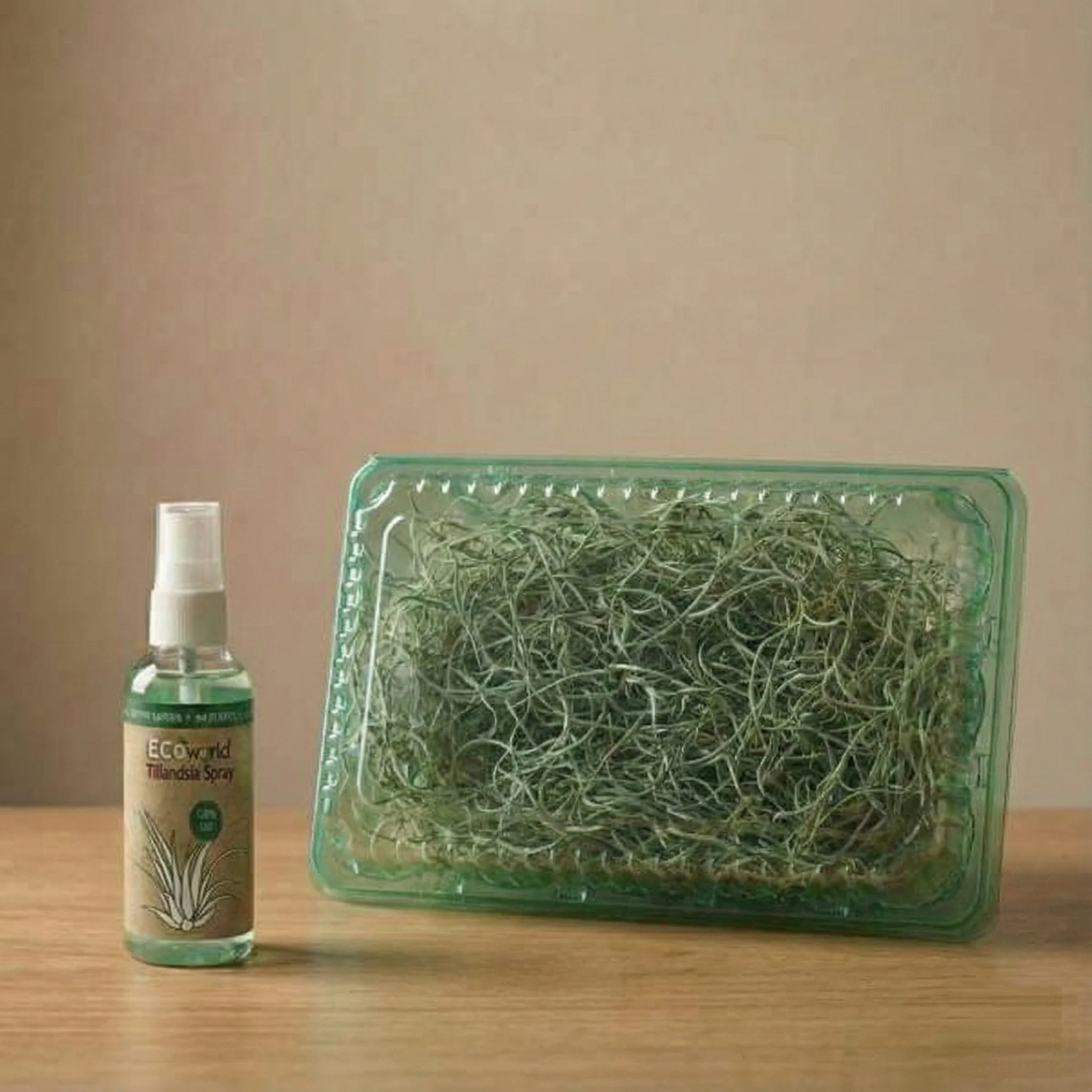 Tillandsia (musgo Español), 3 Unidades - Planta Aérea Decorativa - Image 4