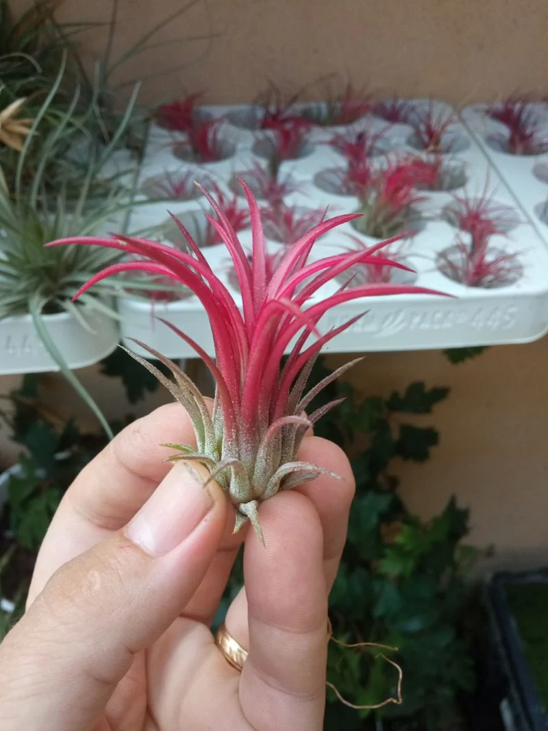 Tillandsia Rojo Fuego Ionantha Planta Clavel Aire