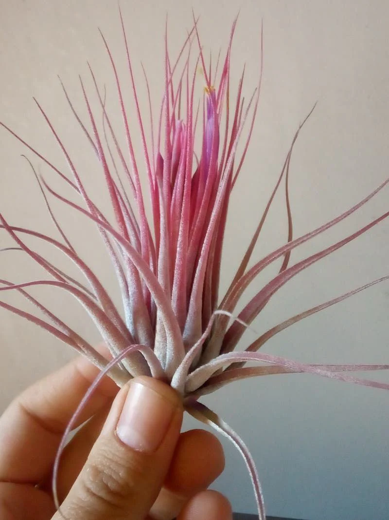 Tillandsia Scaposa Clavel Del Aire Tillandsias