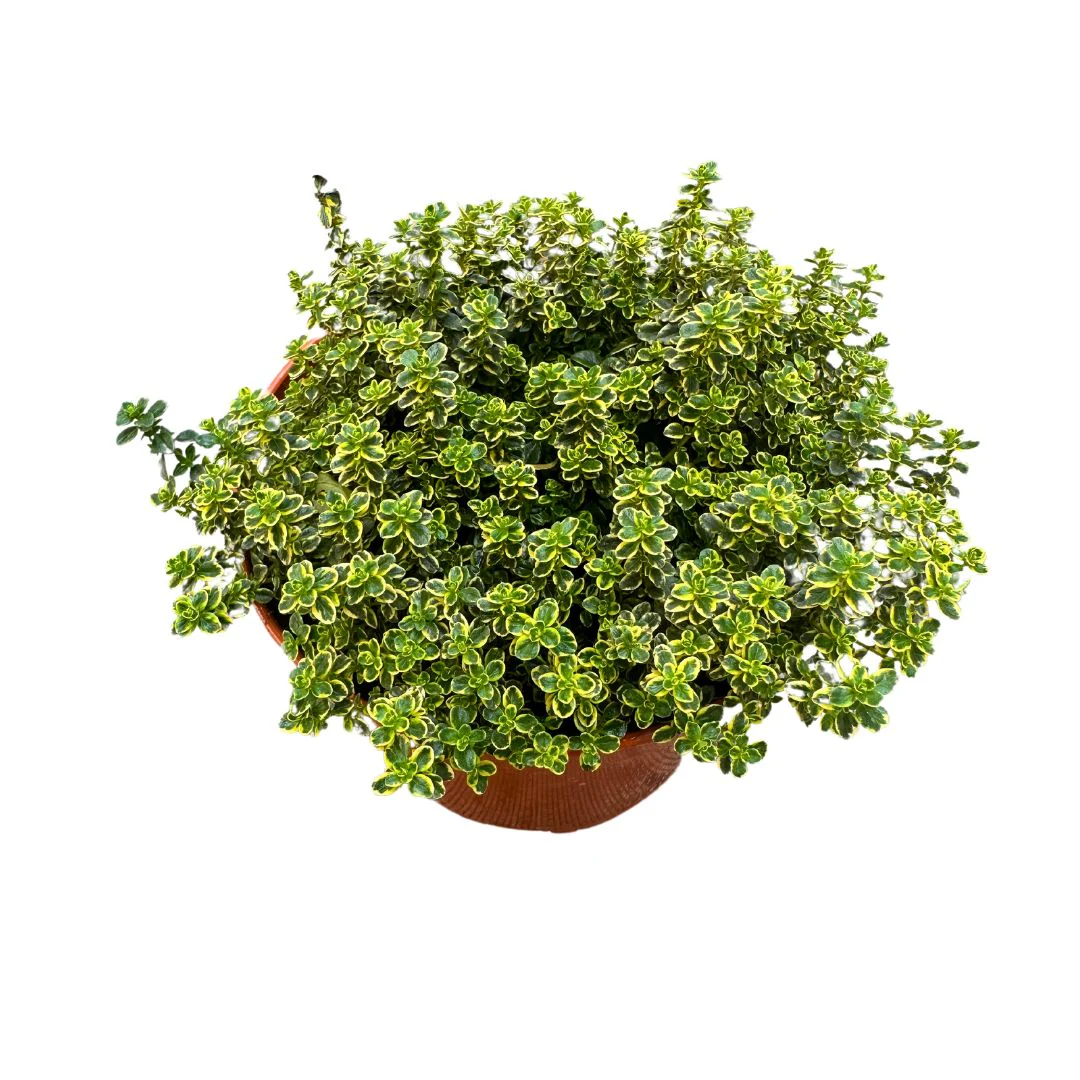Tomillo Limón Planta Aromática Y Medicinal (thymus Citriodorus) Maceta 17cm