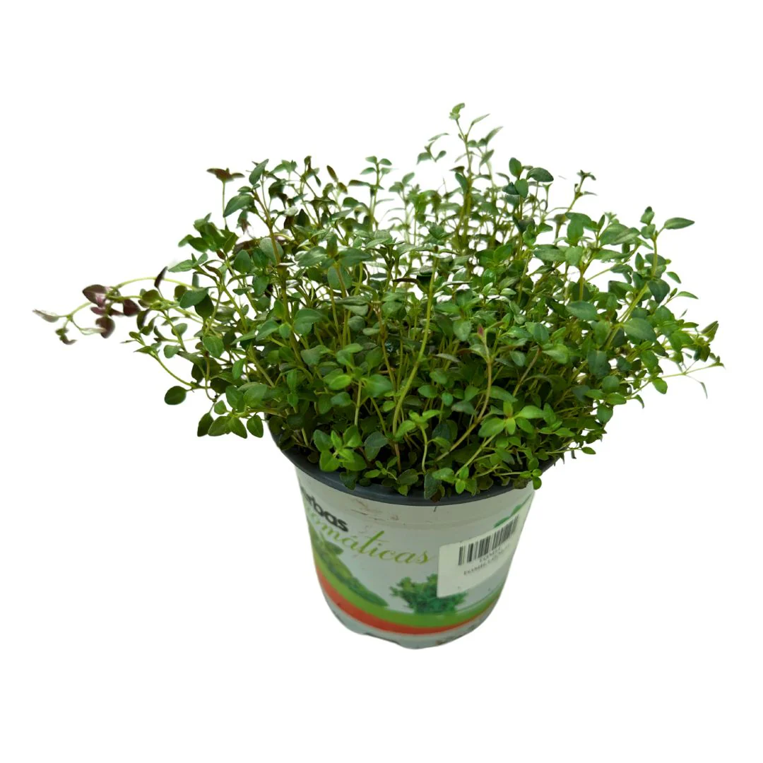 Tomillo Planta Aromática Y Medicinal (thymus Vulgaris) Maceta 14cm