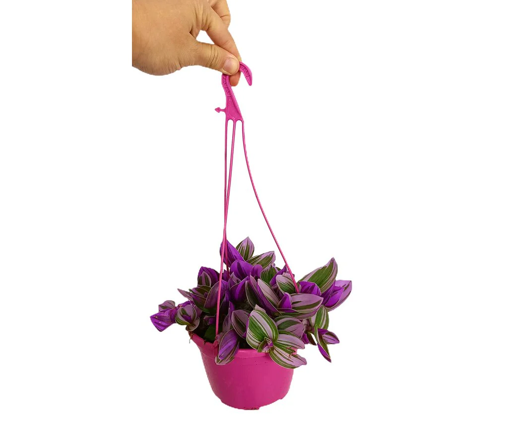 Tradescantia Albiflora Nanouk T15