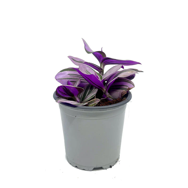 Tradescantia Nanouk Cactus Y Suculentas M11 cm Ø