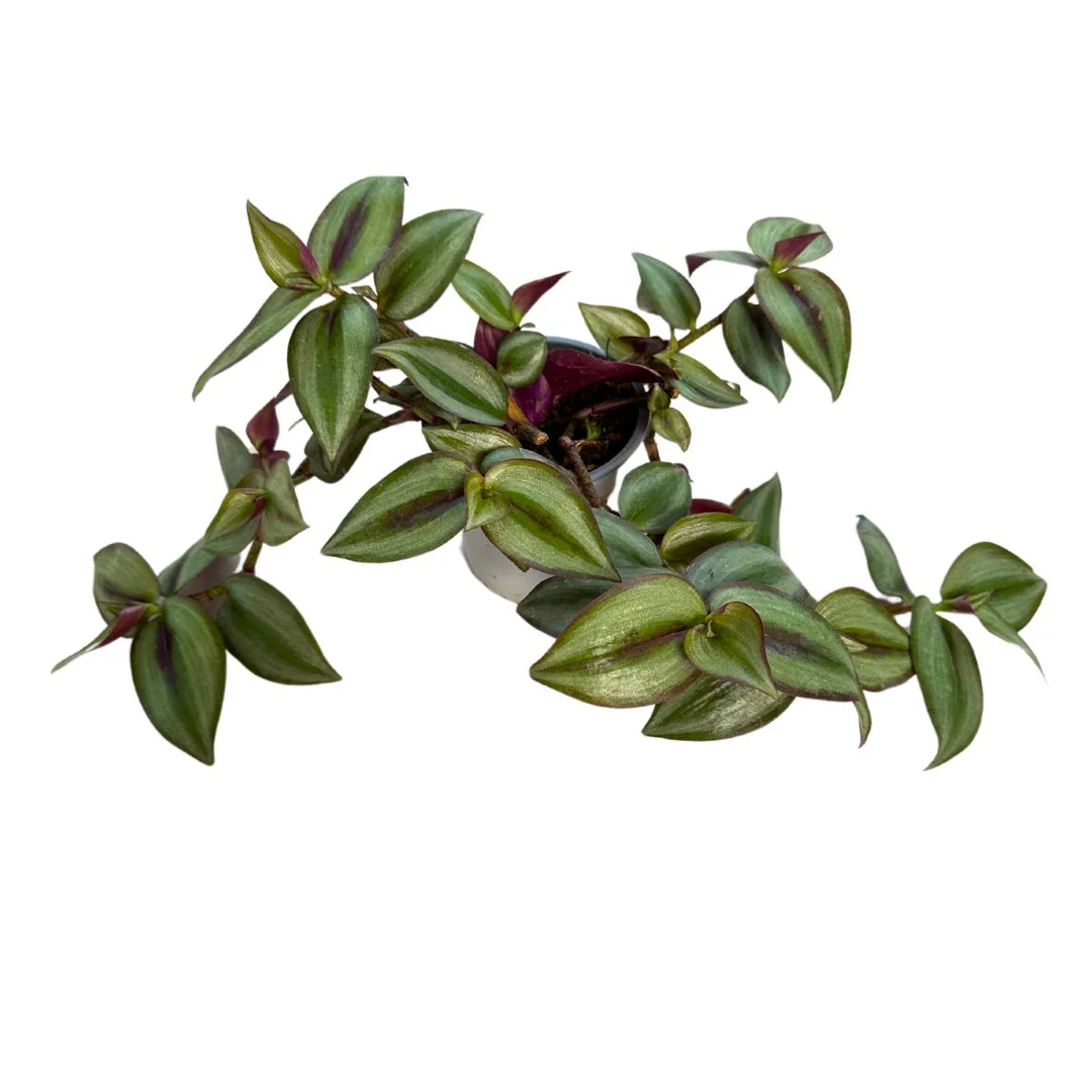 Tradescantia Planta De Amor De Hombre Maceta 14cm