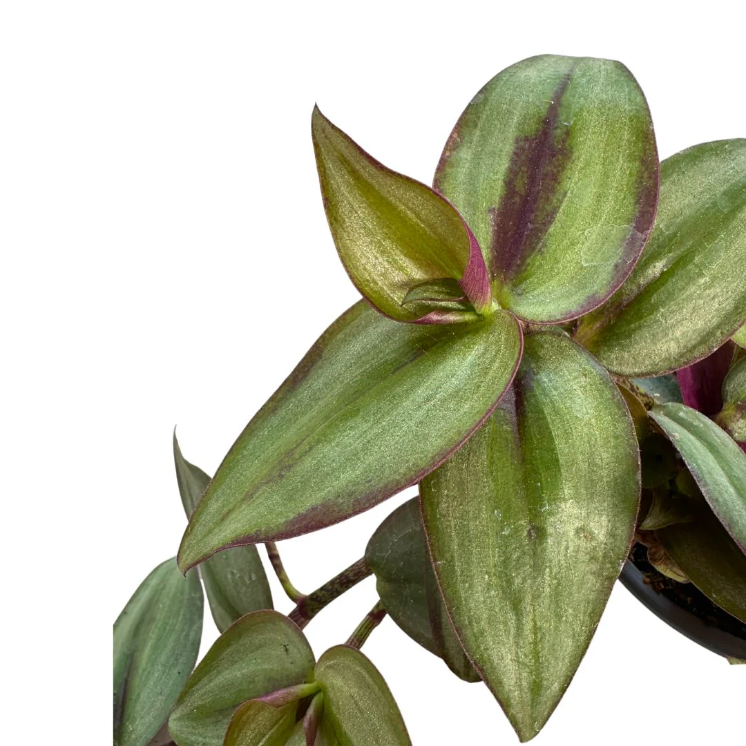 Tradescantia Planta De Amor De Hombre Maceta 15cm Colgar - Image 2
