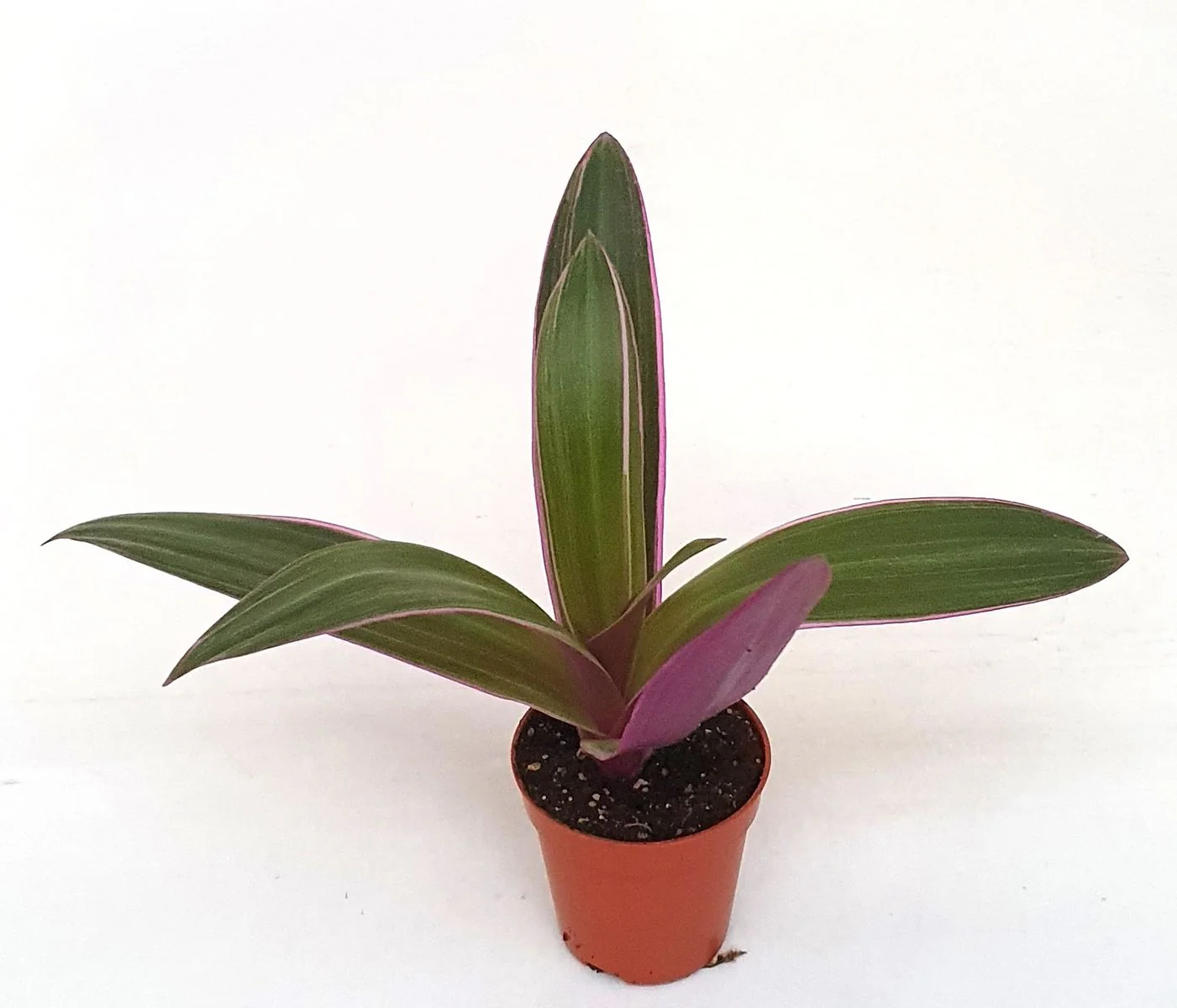Tradescantia Spathacea Planta De Interior Ø5