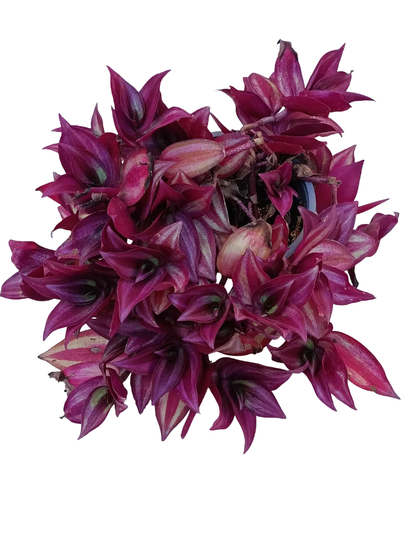 Tradescantia Zebrina Ø12 Planta Natural Colgante
