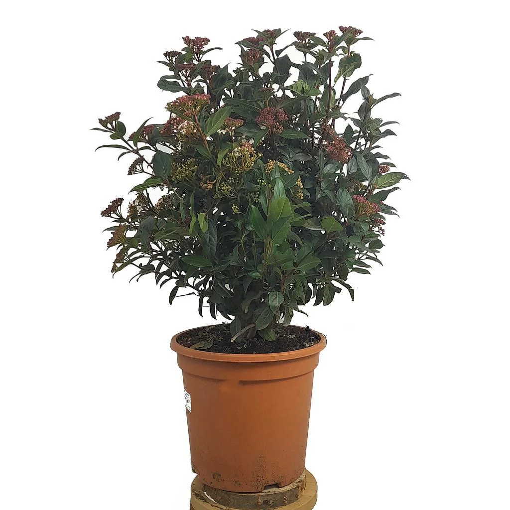 Viburnum Tinus Eve Price M24