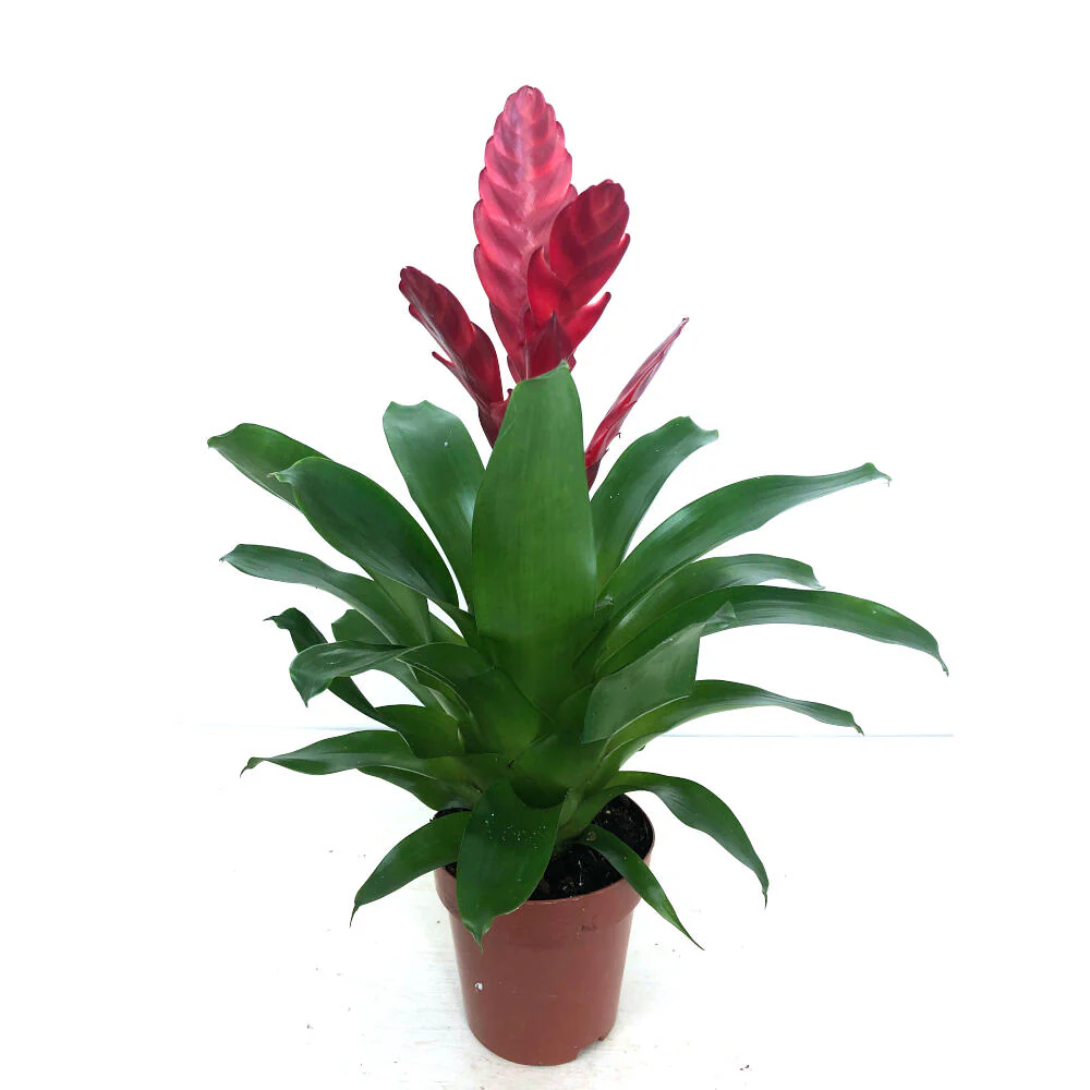 Vriesea Variada M12 45cm - Image 4