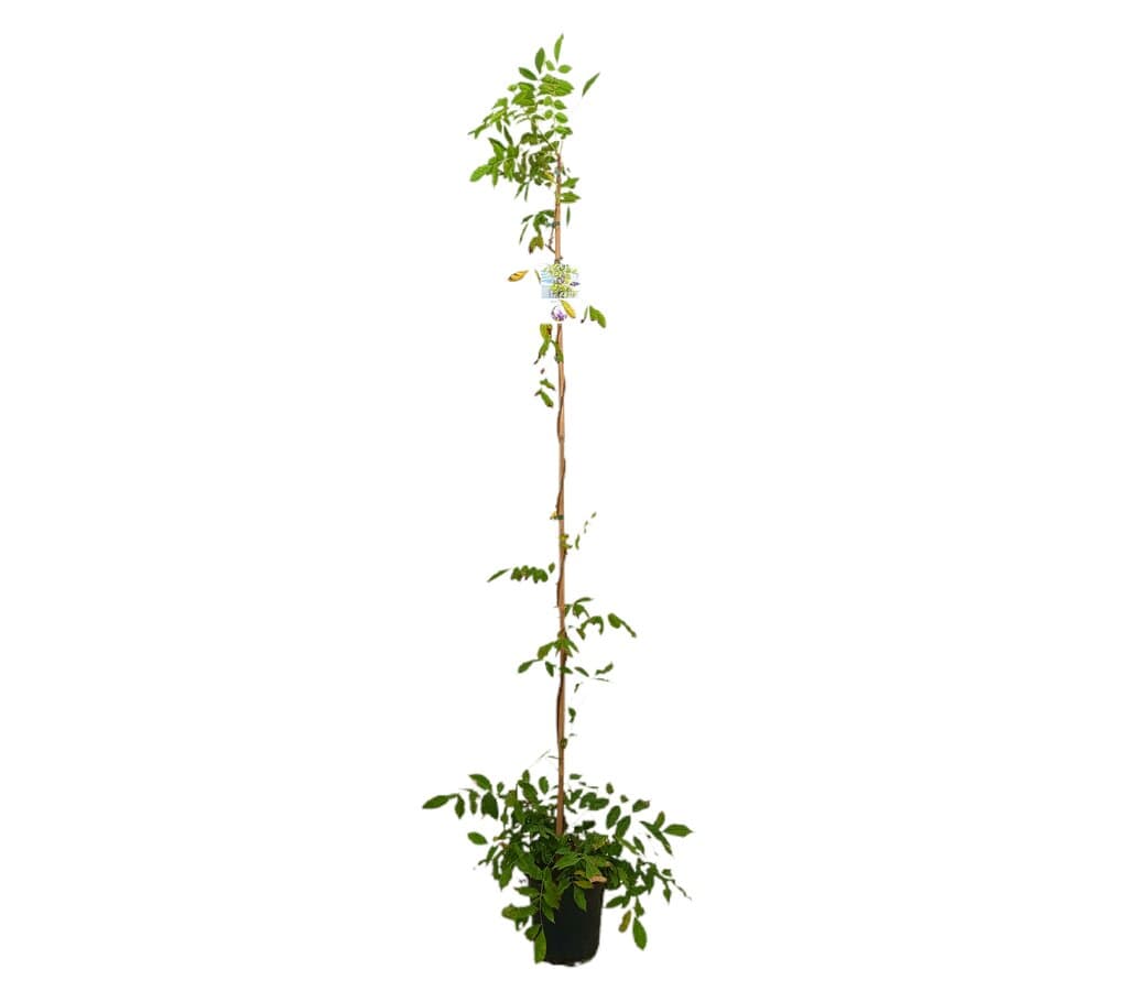 Wisteria Sinensis M20 180-200cm