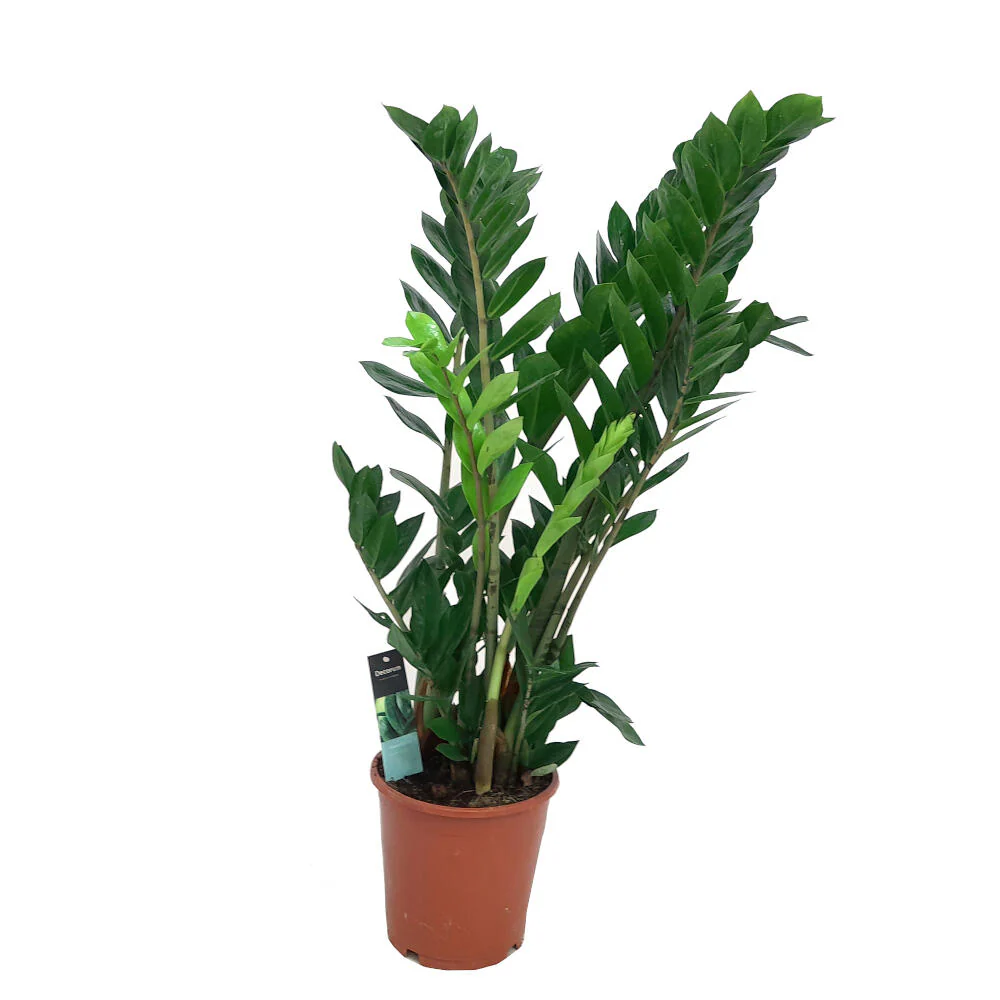 Zamioculca Zamiifolia M21 100cm