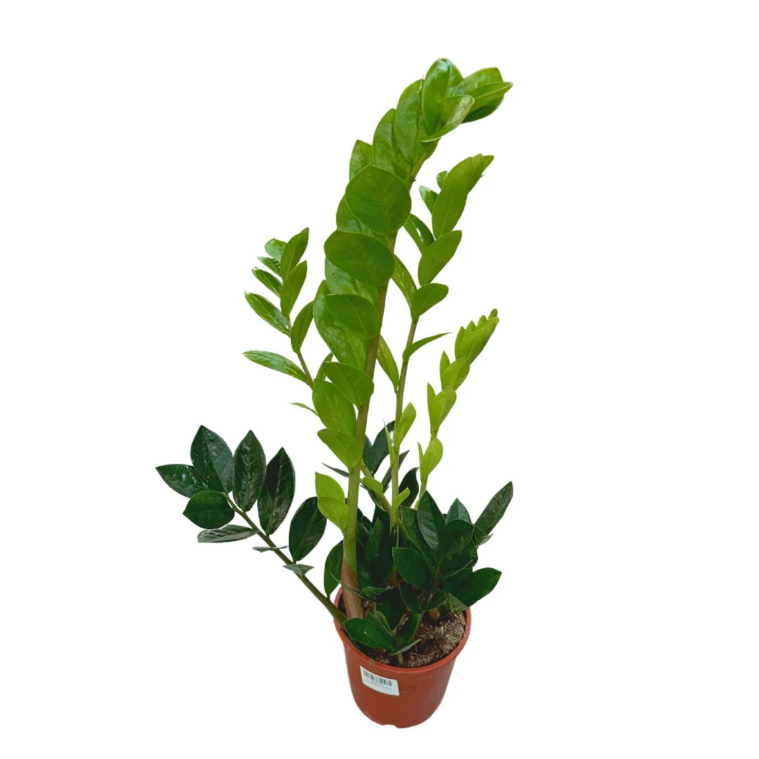 Zamioculcas Planta De Interior Resistente A La Poca Luz (zamioculcas Zamiifolia) Maceta 17cm
